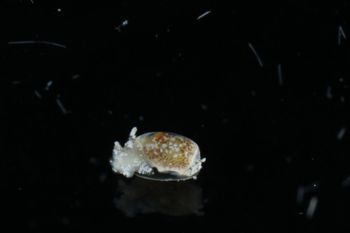 Media type: image;   Malacology 393732 Description: live specimen;
